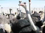 یک واحد پرورش شترمرغ در سیستان و بلوچستان افتتاح شد
