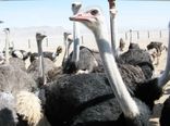 یک واحد پرورش شترمرغ در سیستان و بلوچستان افتتاح شد