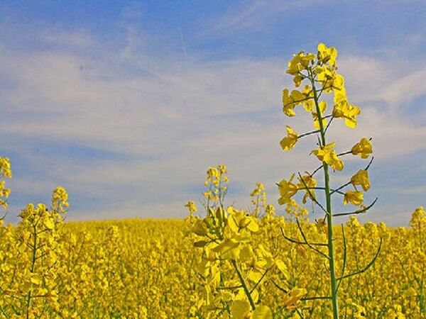 بیش از یک هزار تن کلزا از کشاورزان کردستانی خریداری شد