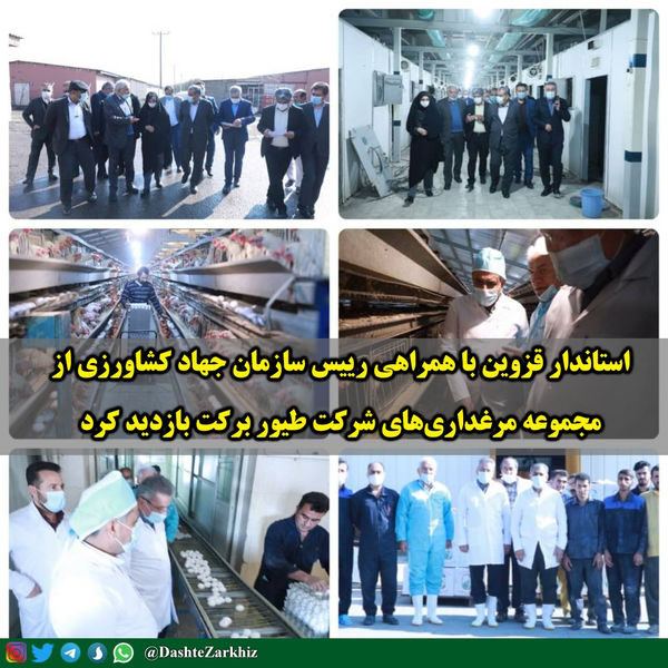 بازدید استاندار قزوین از مجموعه مرغداری‌های شرکت طیور برکت در شهرستان آبیک