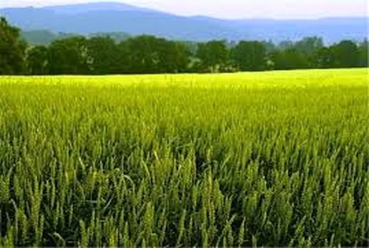  260 هزار هکتار گندم آبی و دیم به ریز کشت رفت