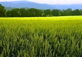  260 هزار هکتار گندم آبی و دیم به ریز کشت رفت