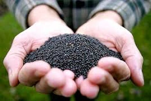 تولید بیش از ۷ هزار تن کلزا در فارس