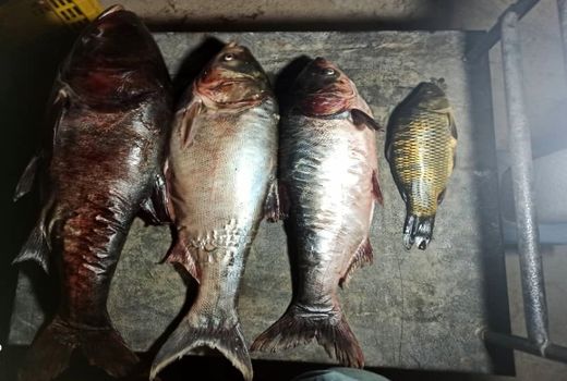 آغاز صیادی از دریاچه سد تنگاب فیروزآباد