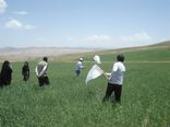 مدیریت جامع کنترل آفت سن گندم و تولید گندم پاک