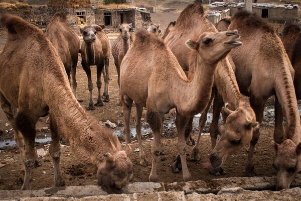 پرورش 385 نفر شتر در آذربایجان غربی