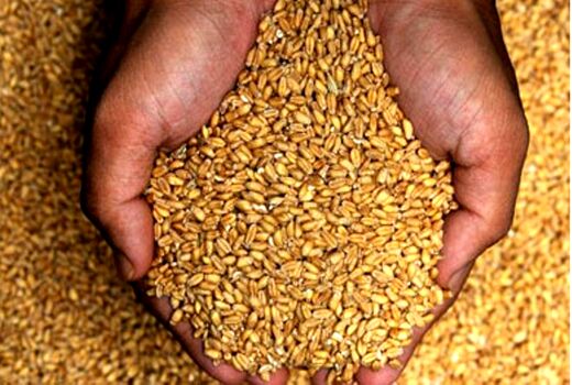 تولید بیش از ۱۳ هزار تن بذر اصلاح شده غلات در خراسان شمالی


