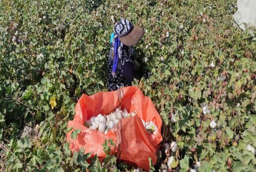 پایان برداشت طلای سفید در شهرستان زرین دشت
