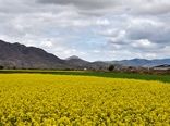 پیش‌بینی برداشت 5 هزار تن دانه روغنی کلزا در کردستان

