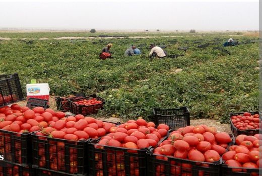 تولید 84 هزارتن گوجه‌فرنگی در ارسنجان