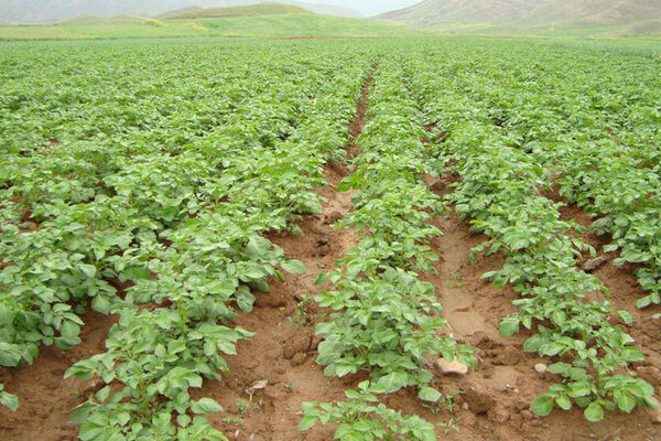 اختصاص بیش از 24 هزار هکتار از اراضی کشاورزی به کشت بهاره