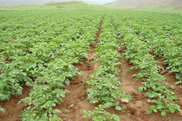 اختصاص بیش از 24 هزار هکتار از اراضی کشاورزی به کشت بهاره