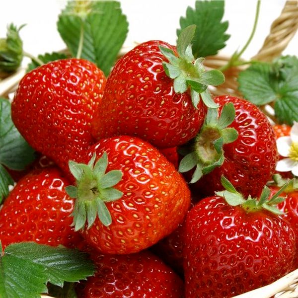 سنندج به عنوان پایتخت توت فرنگی کشور معرفی شود