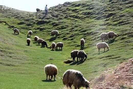  افزایش صدور مجوز های صنایع وابسته به دام