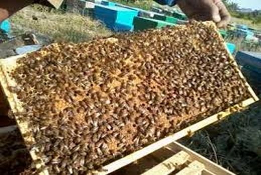 رتبه نخست بابل در تولید عسل در مازندران