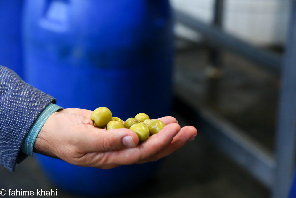 از لمس شاخه تا عصاره ی نور  