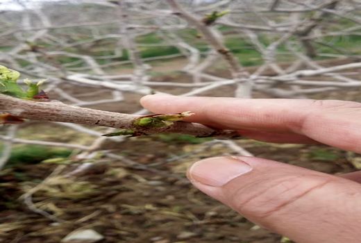 بالغ بر 1379 میلیارد ریال  خسارت ناشی از سرمازدگی وتگرگ به محصولات کشاورزی  شهرستان سیرجان