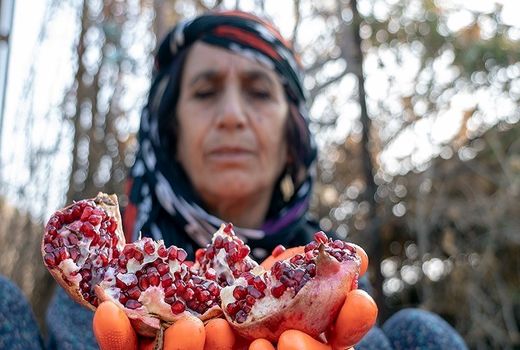 کاهش ۱۰ درصدی تولید انار در استان اصفهان 