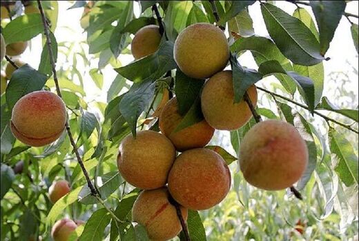 برداشت هلو و شلیل در ابرکوه ۲۰ درصد کاهش یافت