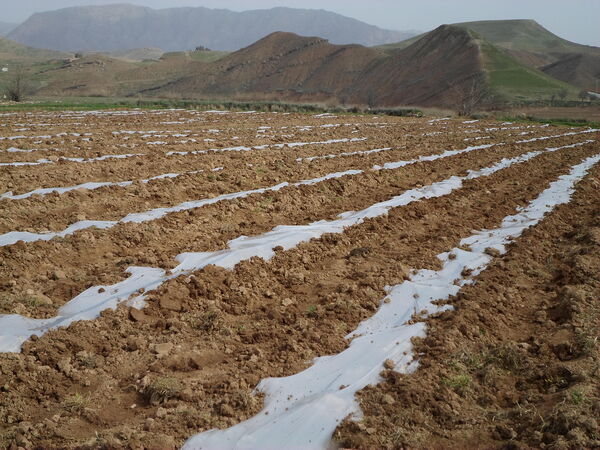 کاشت هندوانه در شهرستان چرداول آغاز شد