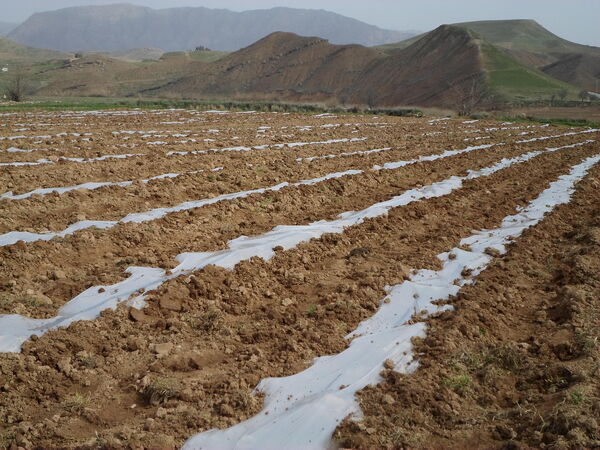 کاشت هندوانه در شهرستان چرداول آغاز شد