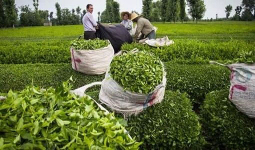 آغاز چین اول چای از ۵ اردیبهشت/ پیش‌بینی تولید با کیفیت «خوب تا بسیار خوب»