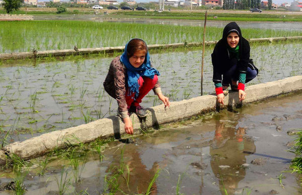 رشد کودک شهرنشین در گرو گردشگری کشاورزی