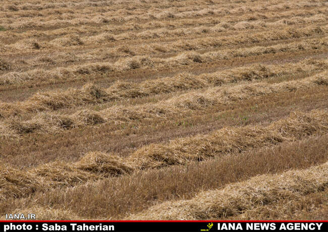 برداشت مکانیزه گندم