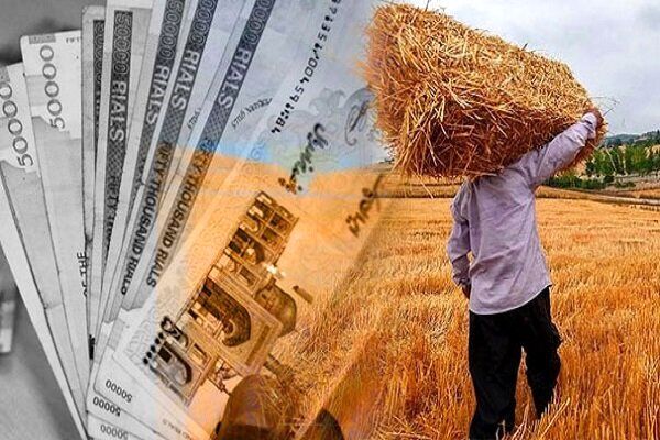 پرداخت ۱۳۶ همت به ۶۰۳ هزار گندمکار/ دولت ۸۶ درصد از مطالبات کشاورزان را تسویه کرد