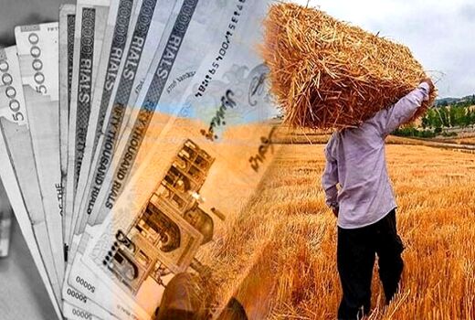 پرداخت ۱۳۶ همت به ۶۰۳ هزار گندمکار/ دولت ۸۶ درصد از مطالبات کشاورزان را تسویه کرد