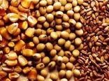دنیای غلات با چه اندوخته ای به استقبال 2025 می رود؟