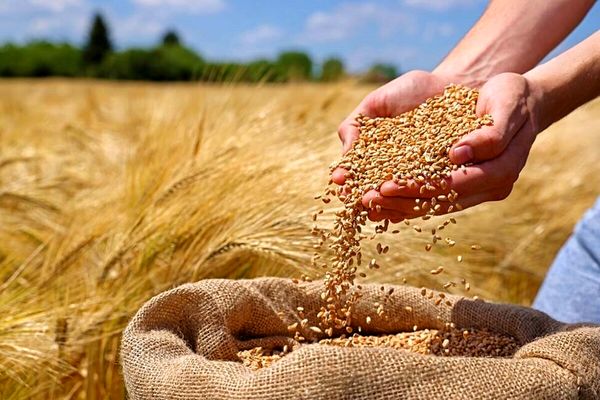 به‌نژادی سریع، گندم را تا 6 سال جلو می‌اندازد