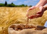 بهنژادی سریع، گندم را تا 6 سال جلو میاندازد