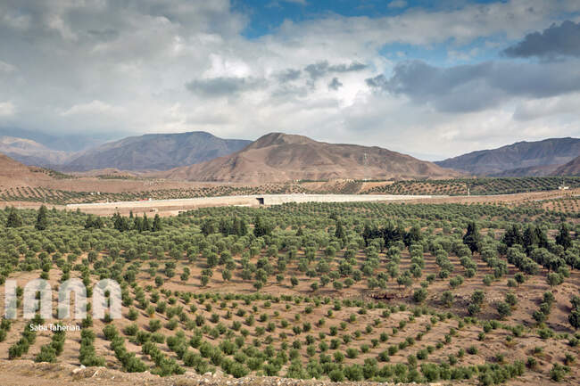  باغ بزرگ زیتون‌کشور در منجیل