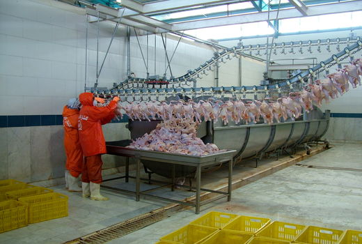 توزیع گوشت مرغ تنظیم بازاری در زاهدان آغازشد