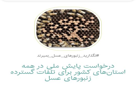مشکلات زنبورداری کشور پا به کارزار گذاشت/ تحقق حمایت جمعی از زنبورهای عسل

