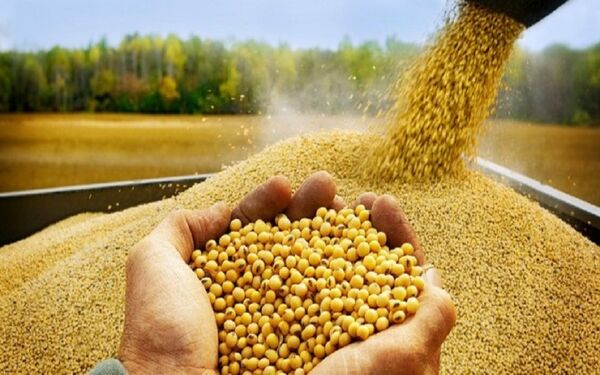 آرژانتین، برزیل و آمریکا پرچمداران صادرات کنجاله سویا در جهان 