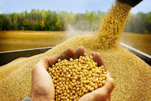 آرژانتین، برزیل و آمریکا پرچمداران صادرات کنجاله سویا در جهان 