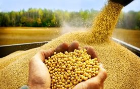 آرژانتین، برزیل و آمریکا پرچمداران صادرات کنجاله سویا در جهان 