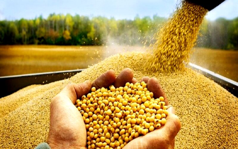 آرژانتین، برزیل و آمریکا پرچمداران صادرات کنجاله سویا در جهان 