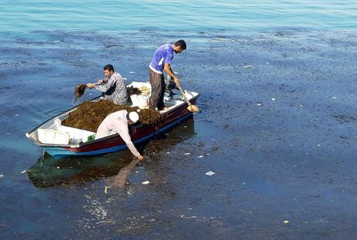صرفه‌جویی ارزی با تولید داخلی اسید آلژنیک