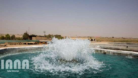 مزرعه ماهی و علوفه