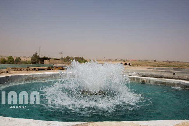 مزرعه ماهی و علوفه