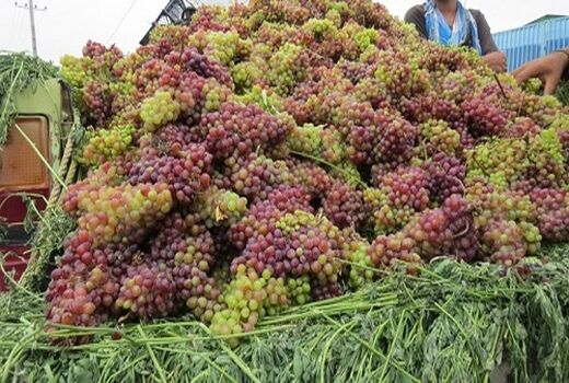 توسعه کشت ارقام جدید وارداتی انگور در شاهرود