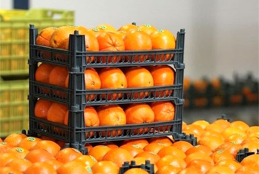 مسئولیت توزیع میوه شب عید  در آذربایجان شرقی با سازمان تعاون روستایی است