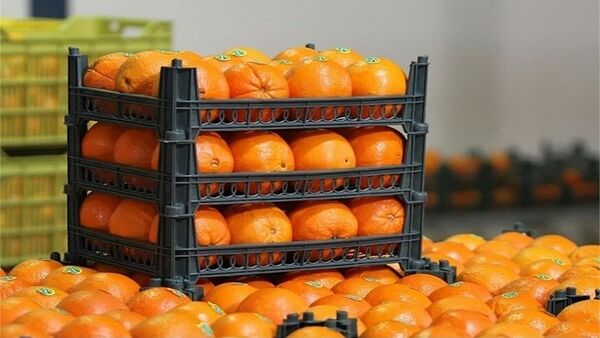 مسئولیت توزیع میوه شب عید  در آذربایجان شرقی با سازمان تعاون روستایی است