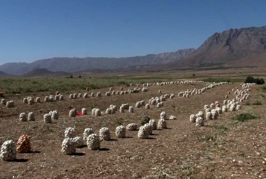 برداشت محصول پیاز از ۲۶۰ هکتار از مزارع شهرستان فریدونشهر