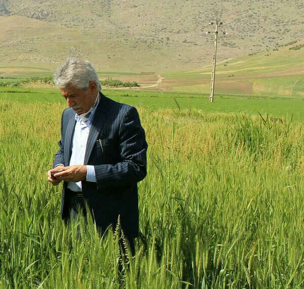 آغاز برداشت از 110هزار  هکتار مزارع گندم و ۹۲هزار هکتار جو شهرستان کرمانشاه