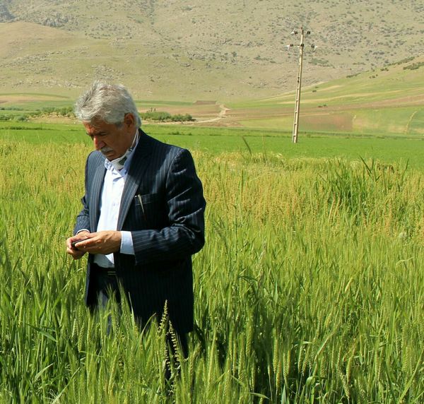 آغاز برداشت از 110هزار  هکتار مزارع گندم و ۹۲هزار هکتار جو شهرستان کرمانشاه