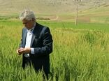 آغاز برداشت از 110هزار  هکتار مزارع گندم و ۹۲هزار هکتار جو شهرستان کرمانشاه